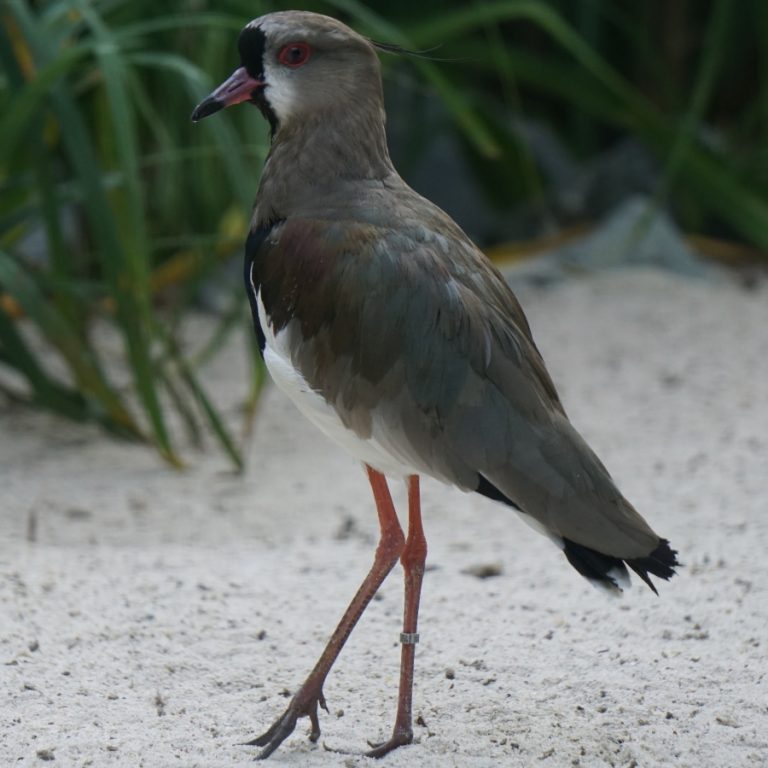 Bronzekiebitz Zoo Braunschweig