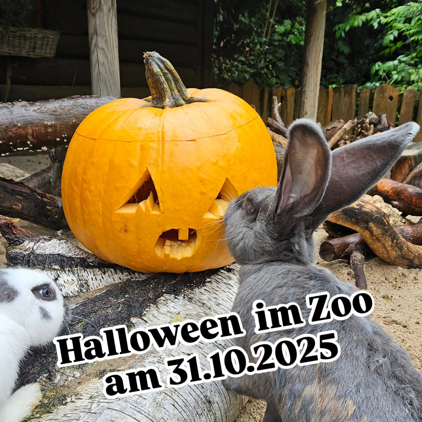 Halloween im Zoo am 31.10.2025